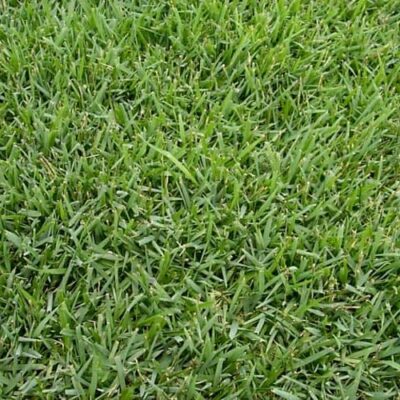 empire-zoysia-web-1 (1)