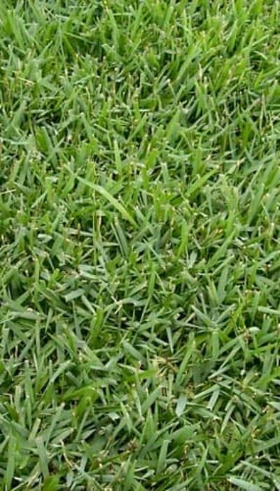 empire-zoysia-web-1 (1)